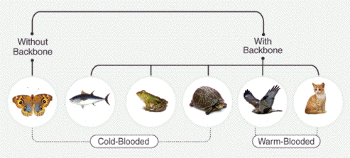 animal evolution