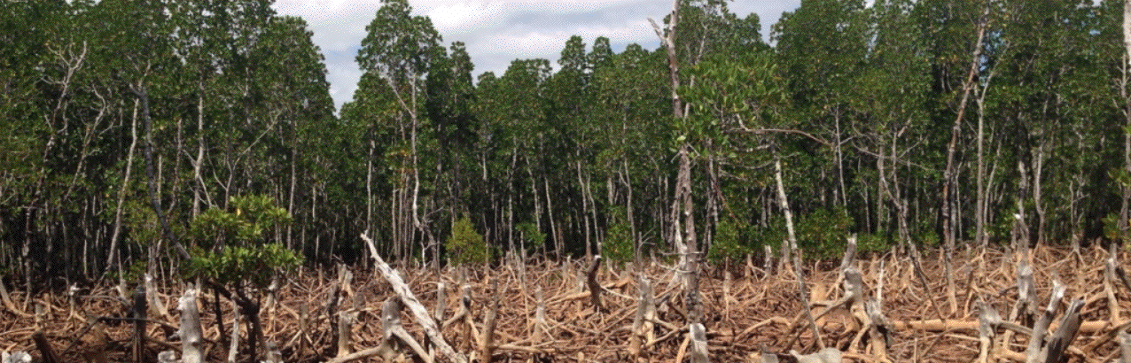Deforestation